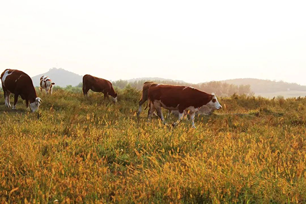 凤凰联盟·(中国区)官方网站